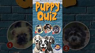 Pick the Dandie Dinmont Terrier in this PUPPY QUIZ! #puppyquiz