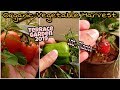 Harvesting organic Fruits &amp; Winter Vegetables From My Terrace Garden | Urban Farming