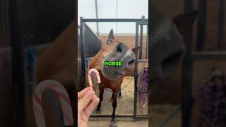 Why It's Called Horsepower #cars