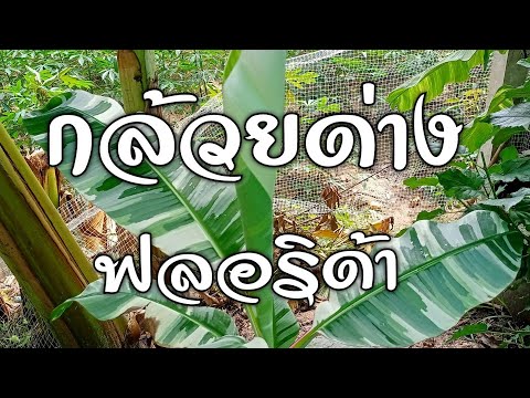 กล้วยด่าง (ฟลอริด้า)