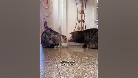 الله خالق كل شيء للقارئ محمد كمال حفظه الله ورعاه