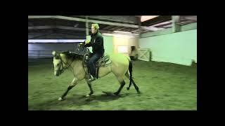Shiners Shiningspark 2019 AQHA mare