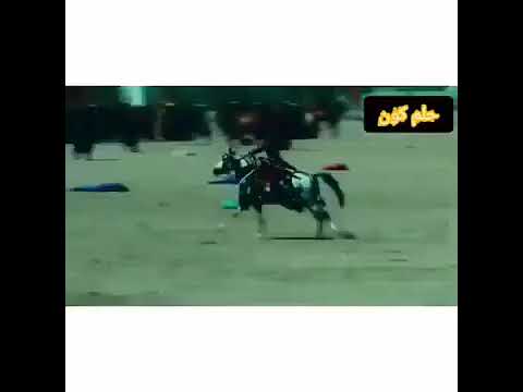 أجمل ستوريات القاسم عليه السلام