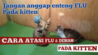 Cara cepat obati flu dan demam pada kitten (anak kucing)