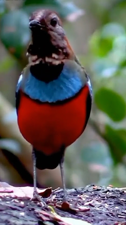 suara burung paok mopo@D.Hewan.#suara#burung#paokmopo#burungcantik#duniahewan#shorts