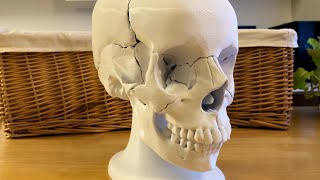 Assembly of 3D Printed Human Skull Model screenshot 2