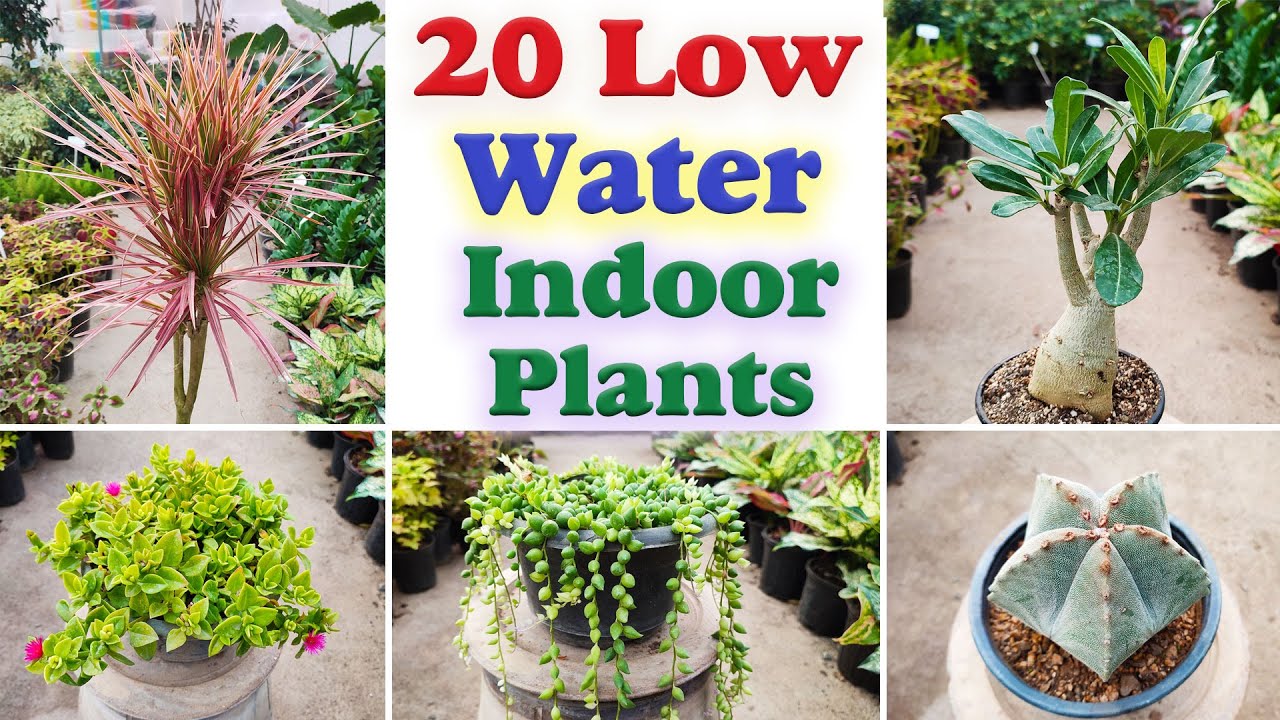 Low water indoor plants 20 indoor plants that don't need water for a