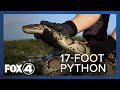 أغنية Necropsy on 17-foot python caught in the Everglades reveals 95 eggs inside