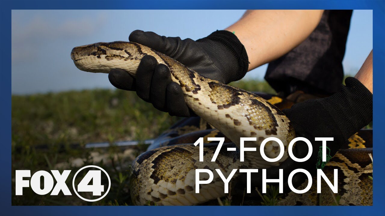 Record 17-foot python caught in Everglades