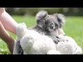 Emily the koala