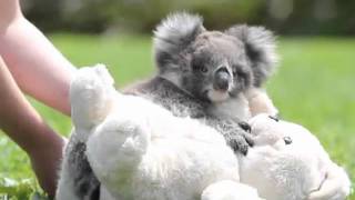 Emily the koala