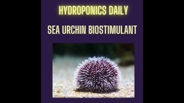 Sea Urchin Biostimulants: A New Trend for Hydroponics?