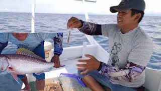 CARA PASANG UMPAN HAMBUR ,, untuk mancing kurisi !!!