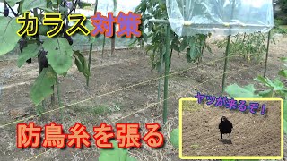 【家庭菜園】野菜を育てる⑨－カラス対策、防鳥糸を張る－