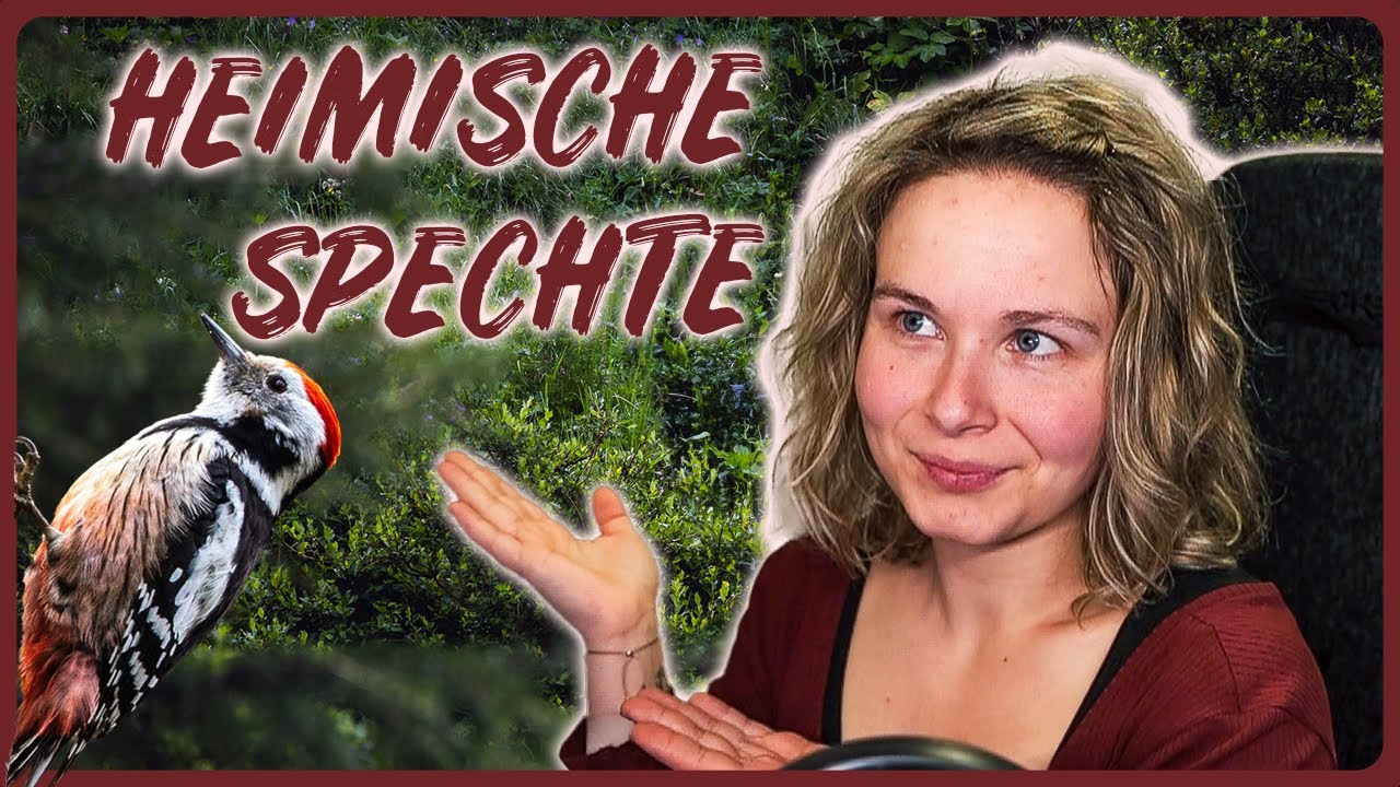 Von Kleinspecht bis Schwarzspecht - die Unterschiede unserer heimischen Spechte