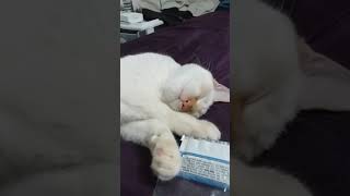Kitten twitching her face while sleeping