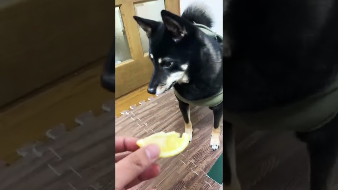ショート動画 黒柴 おすすめ Cuteanimals Animals Lemon 可愛い動物 Dog Dogs いたずら 食事 いぬ 犬 犬のいる暮らし Shorts アニマルビデオ まとめ