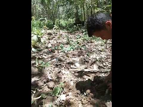 Umpan Jitu Mancing Air Tawar 😆