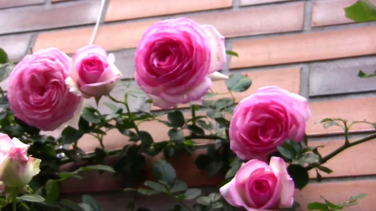 13ｙ ピエール ドゥ ロンサールの開花 壁面誘引 Youtube