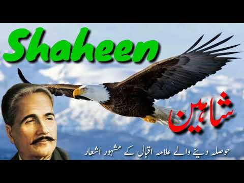 Allama Iqbal ke ashaar Shaheen|| شاہین ،علامہ اقبال کے مشہور اشعار || Motivational Poetry of Eqbal