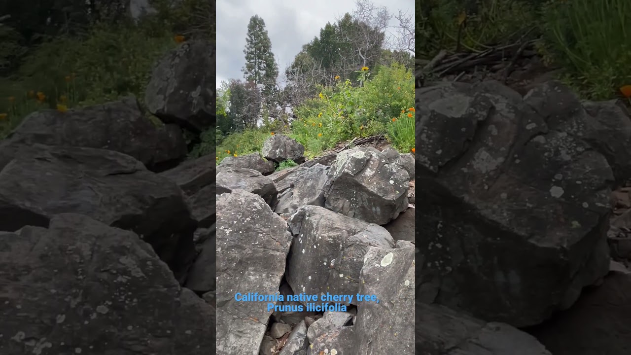 We planted these Prunus illicifolia Cherry trees on a hillside a few years ago, fast growers!