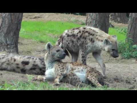 Safaripark Beekse Bergen 2018