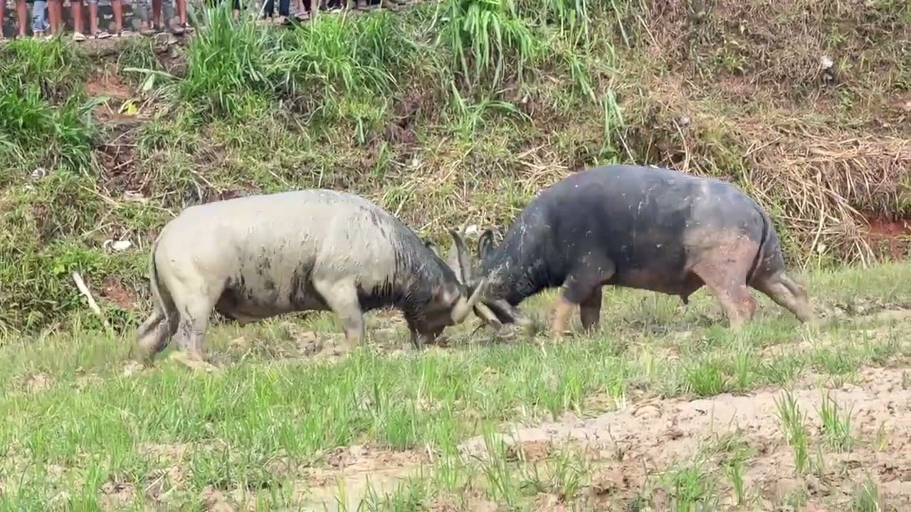 Tedong silaga @Tana toraja Lembang Sa'tandung 19 Desember 2025
