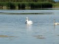Swan Éducation sexuelle pour cygneaux