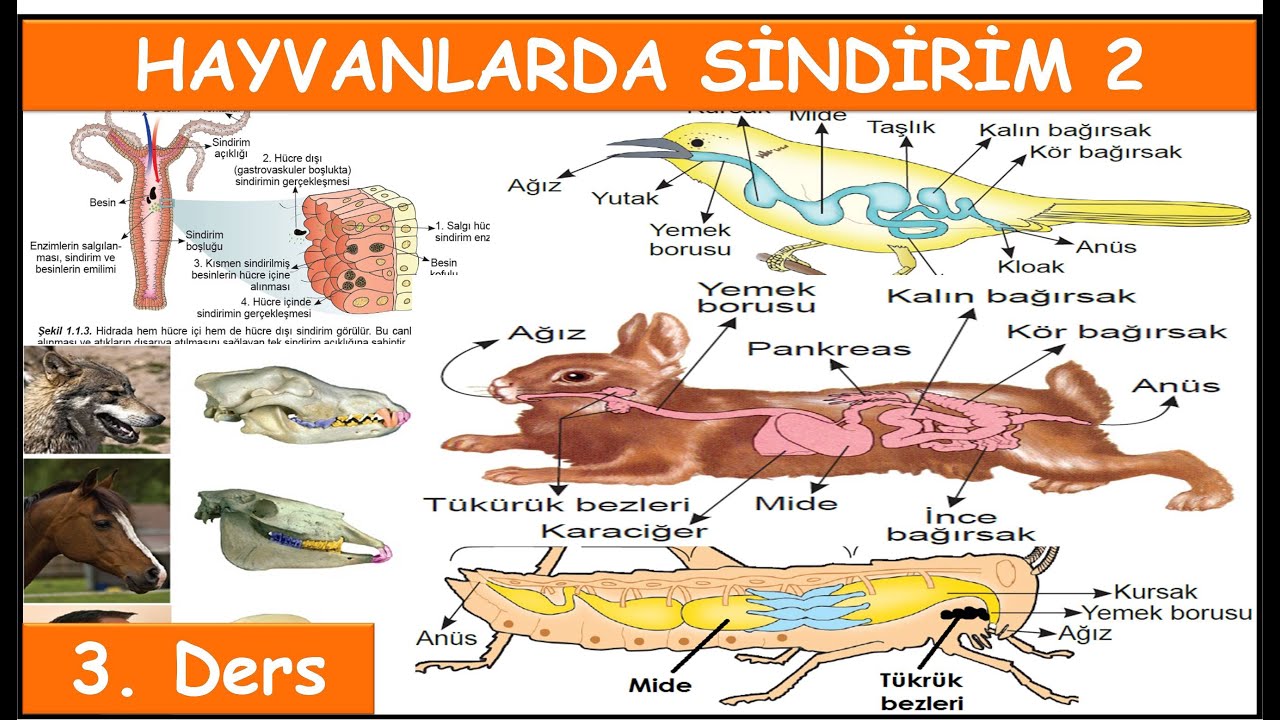 003 hayvanlarda sindirim 2