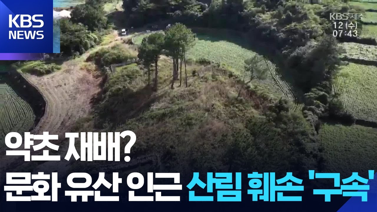 “약초 재배하겠다”…문화유산 인근 산림 무단 벌채 / KBS  2025.11.12.