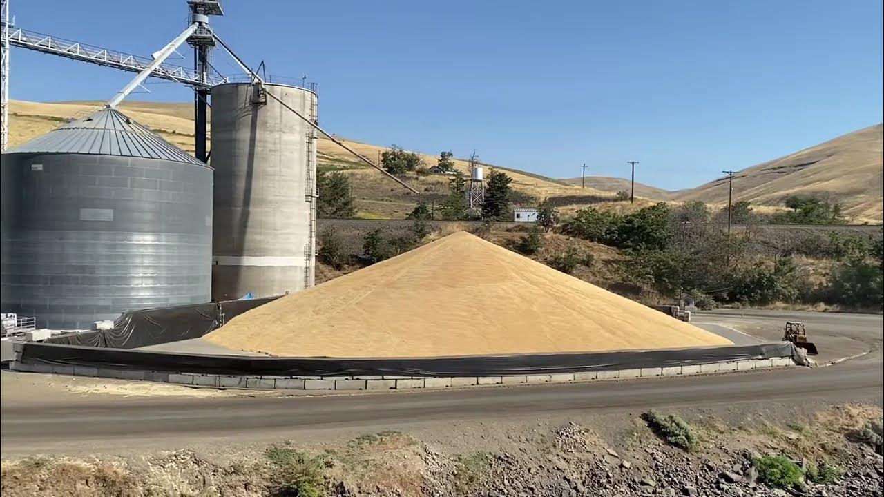 Daily Double, Loading grain barges YouTube