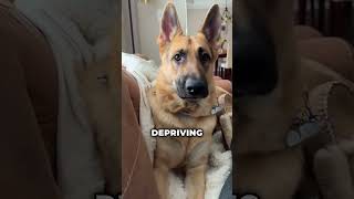 We discuss common mistakes that dog owners make without realizing it,