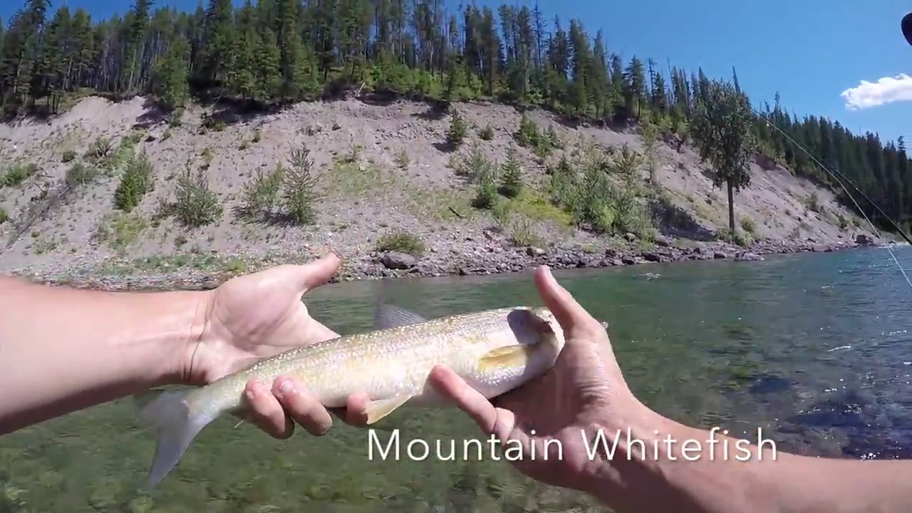 Fly Fishing Montana Glacier National Park Middle Fork Flathead