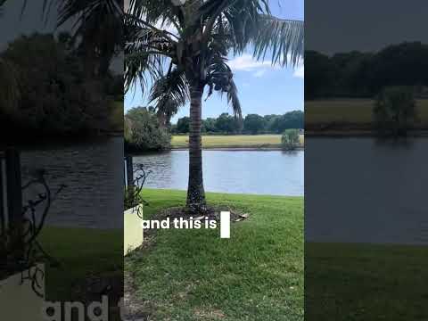 We’re good right? #OnlyInFlorida #FloridaLife #WelcomeToFlorida #FloridaMan #BackyardWildlife