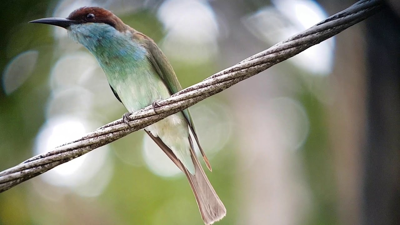 Blue throated bee-eater (sabah borneo) 
