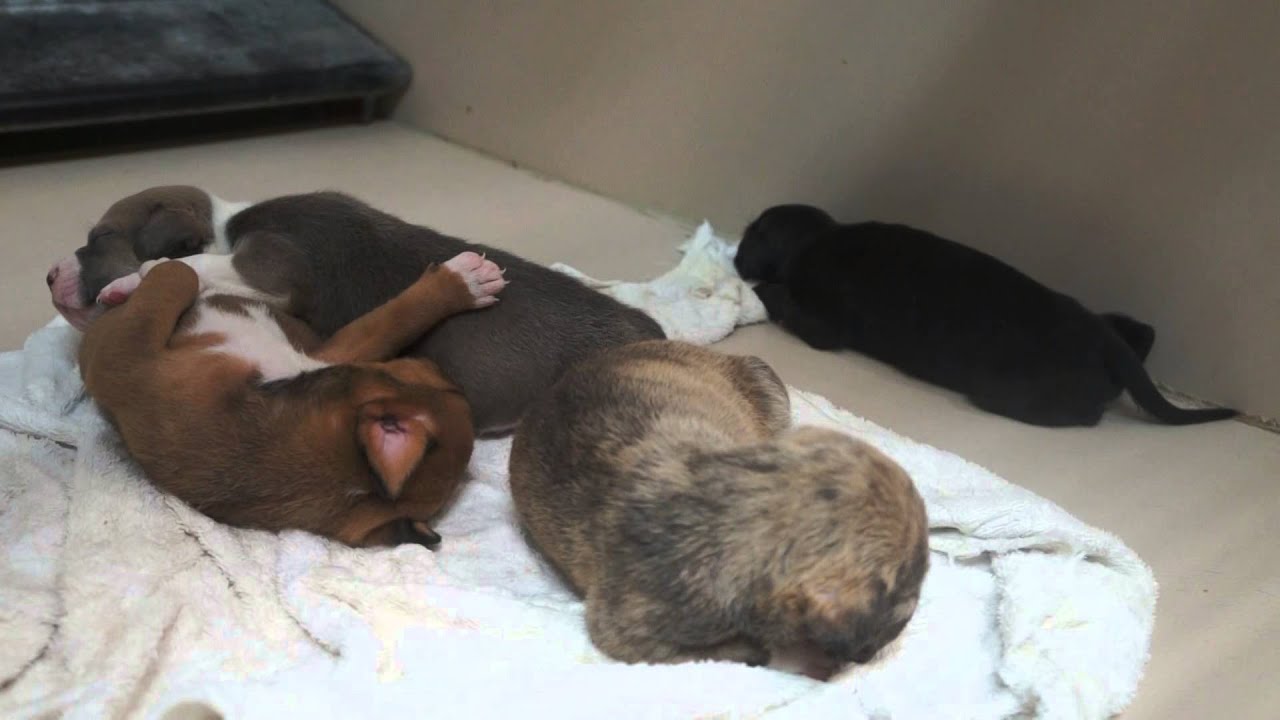 I-5 Poochie Poo A030280 and Pups A030370, A030375, A030377