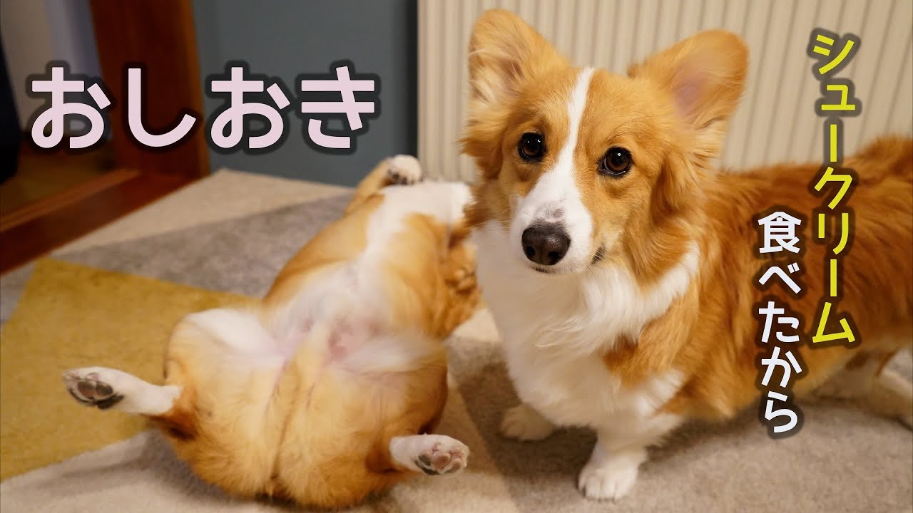 シュークリームを食べてしまった兄を𠮟りつける妹 コーギー マンチカン Youtube