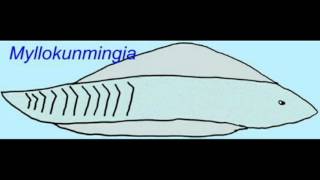 CLADOGRAM--9 CRANIATES