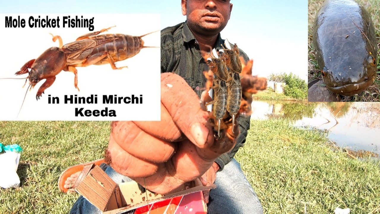 Mole Cricket Fishing | Snakehead fish Catching [Murral fishing] 