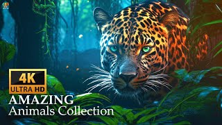 AMAZING ANIMALS COLLECTION 4K ULTRA HD VIDEO