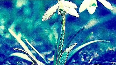 Snowdrops 2