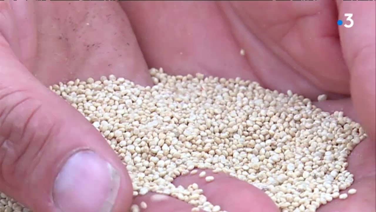 france télévisions sport Quinoa en Pays de Loire, la graine andine devenue angevine