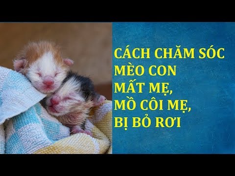 Cách chăm sóc mèo con mới sinh mất mẹ mồ côi bị bỏ rơi