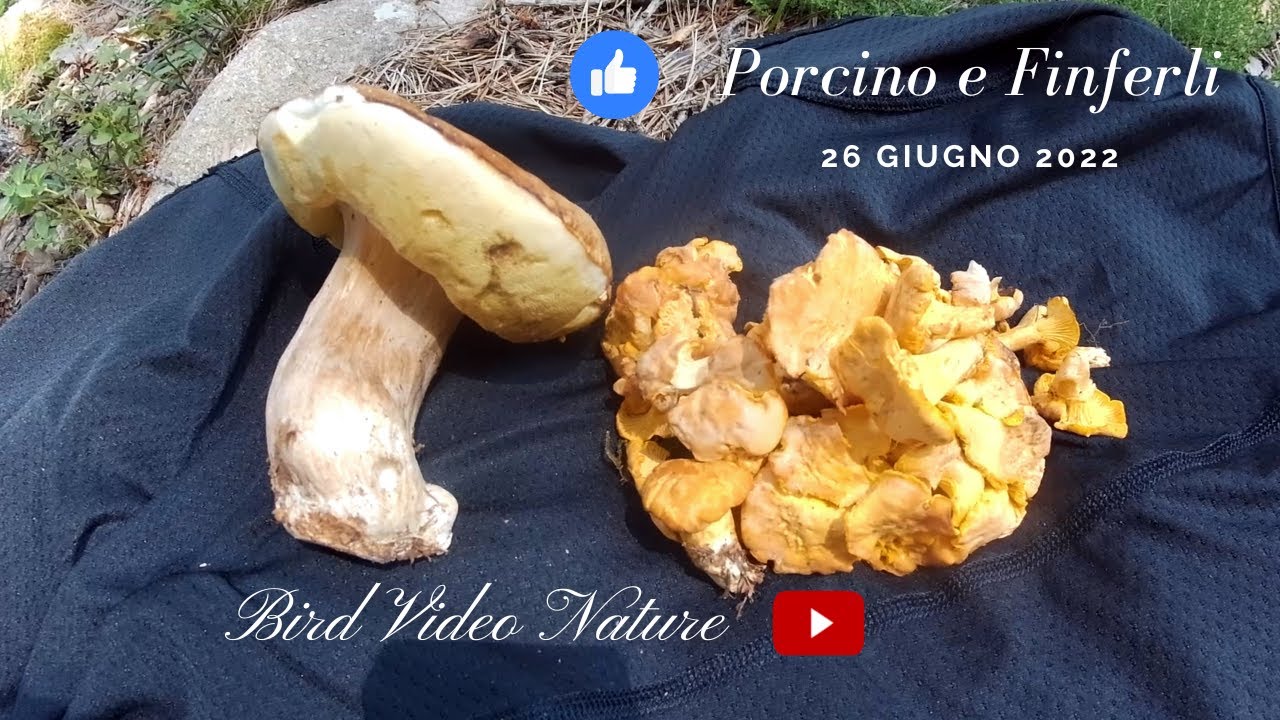 Per funghi porcini e un pugno di finferli 26 giugno 2022 YouTube