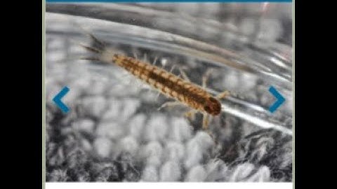 Citizen Science: Aqua Bugs, Invertebrates and Water Quality May 15, 2020