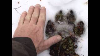 BIG, BIG, Wolf Track