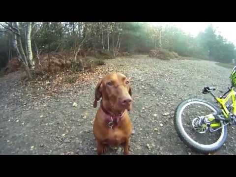 Downhill mountain biking at The Lookout (Swinley Forest) with Amber the Downhill Dog filmed on GoPro