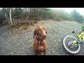 Downhill mountain biking at The Lookout (Swinley Forest) with Amber the Downhill Dog filmed on GoPro