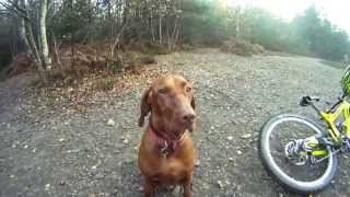 Downhill mountain biking at The Lookout (Swinley Forest) with Amber the Downhill Dog filmed on GoPro