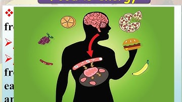 concept 2 energy flow ecosystem part 1